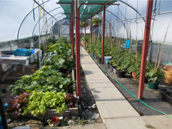 A polytunnel